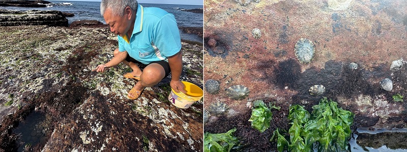 生長於礁岩上笠螺,趁退潮時漁民採集笠螺。(新北市政府提供)